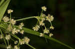 Leafy bulrush